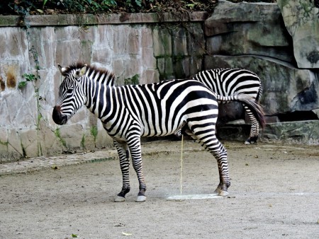 Excusez......ça pressait...