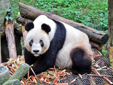 Quoi ? Tu veux-tu ma photo ?